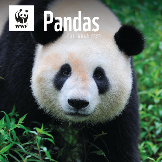 WWF Pandas Wall Calendar 2026