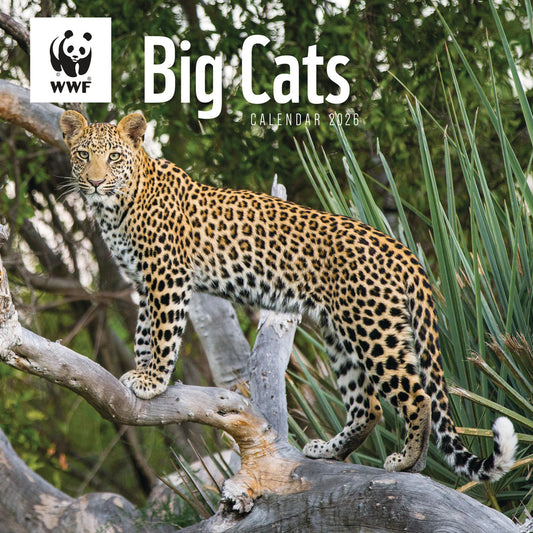 WWF, Big Cats Wall Calendar 2026