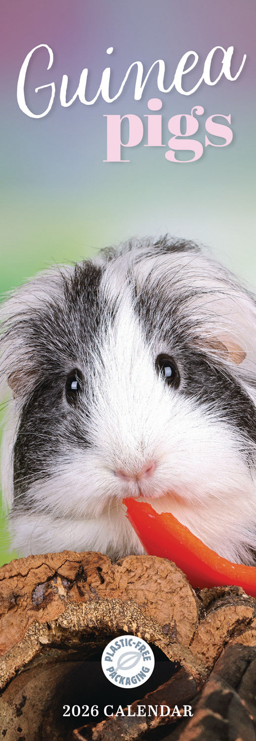 Guinea Pigs Slim Calendar 2026