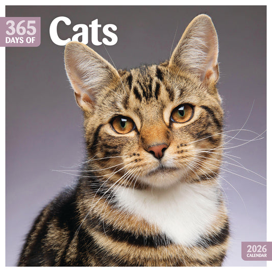 Cats 365 Days Wall Calendar 2026