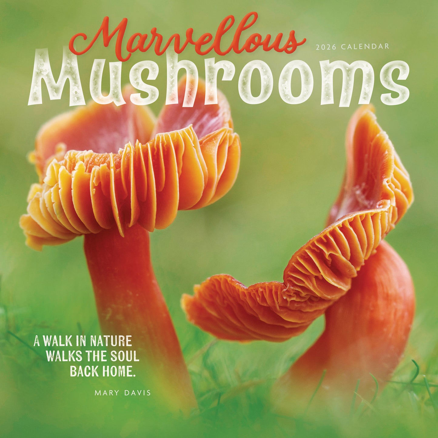 Marvellous Mushrooms Wall Calendar 2026