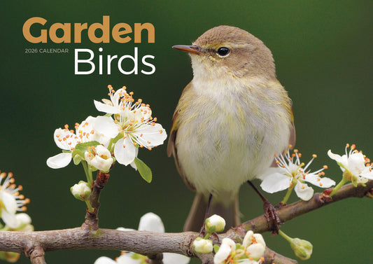 Garden Birds A4 Calendar 2026