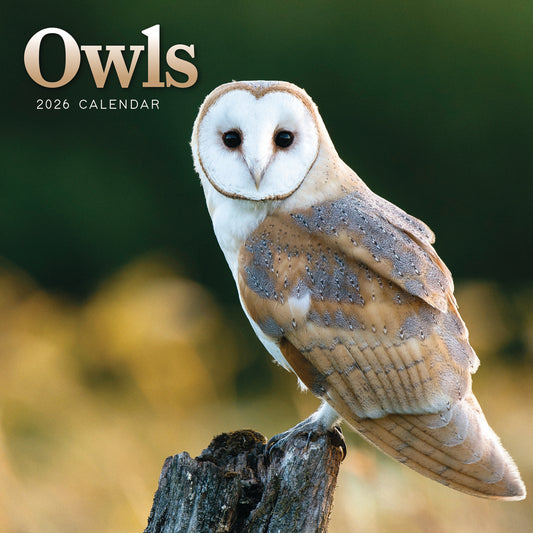 Owls Mini Calendar 2026