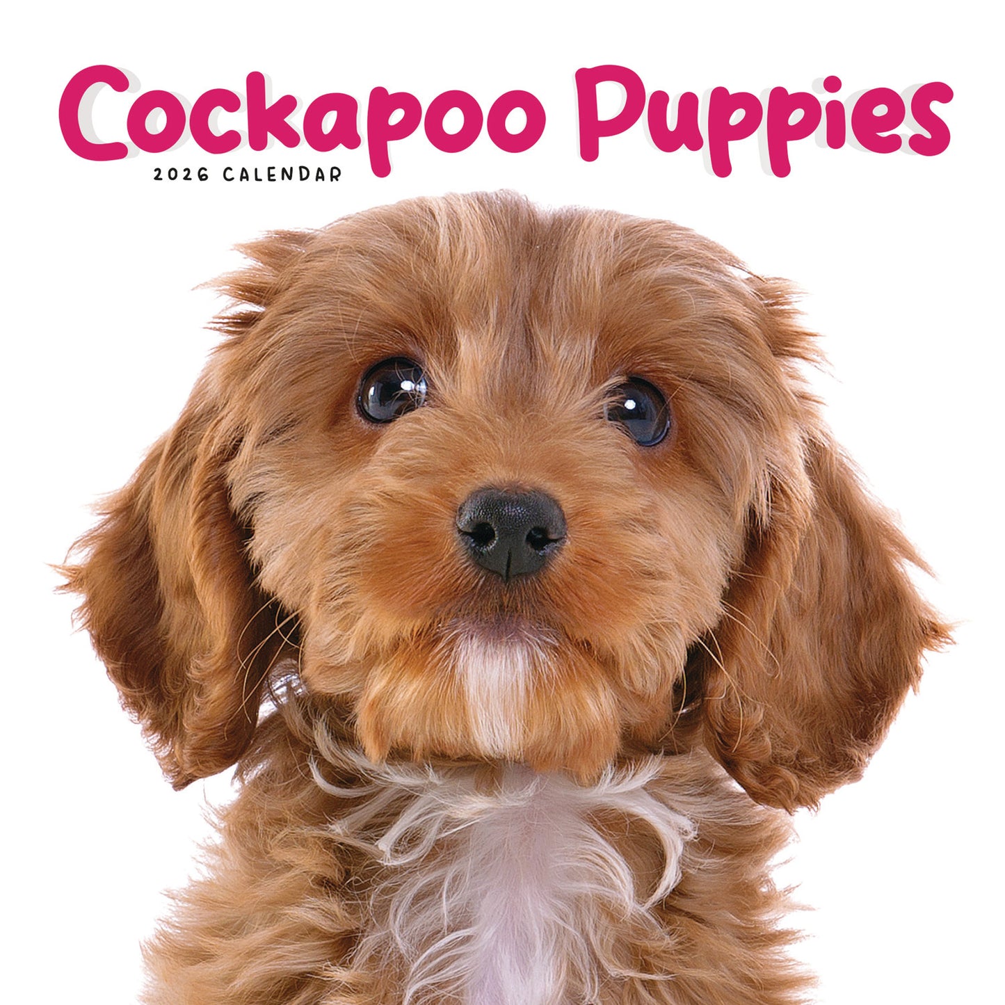 Cockapoo Puppies Mini Calendar 2026