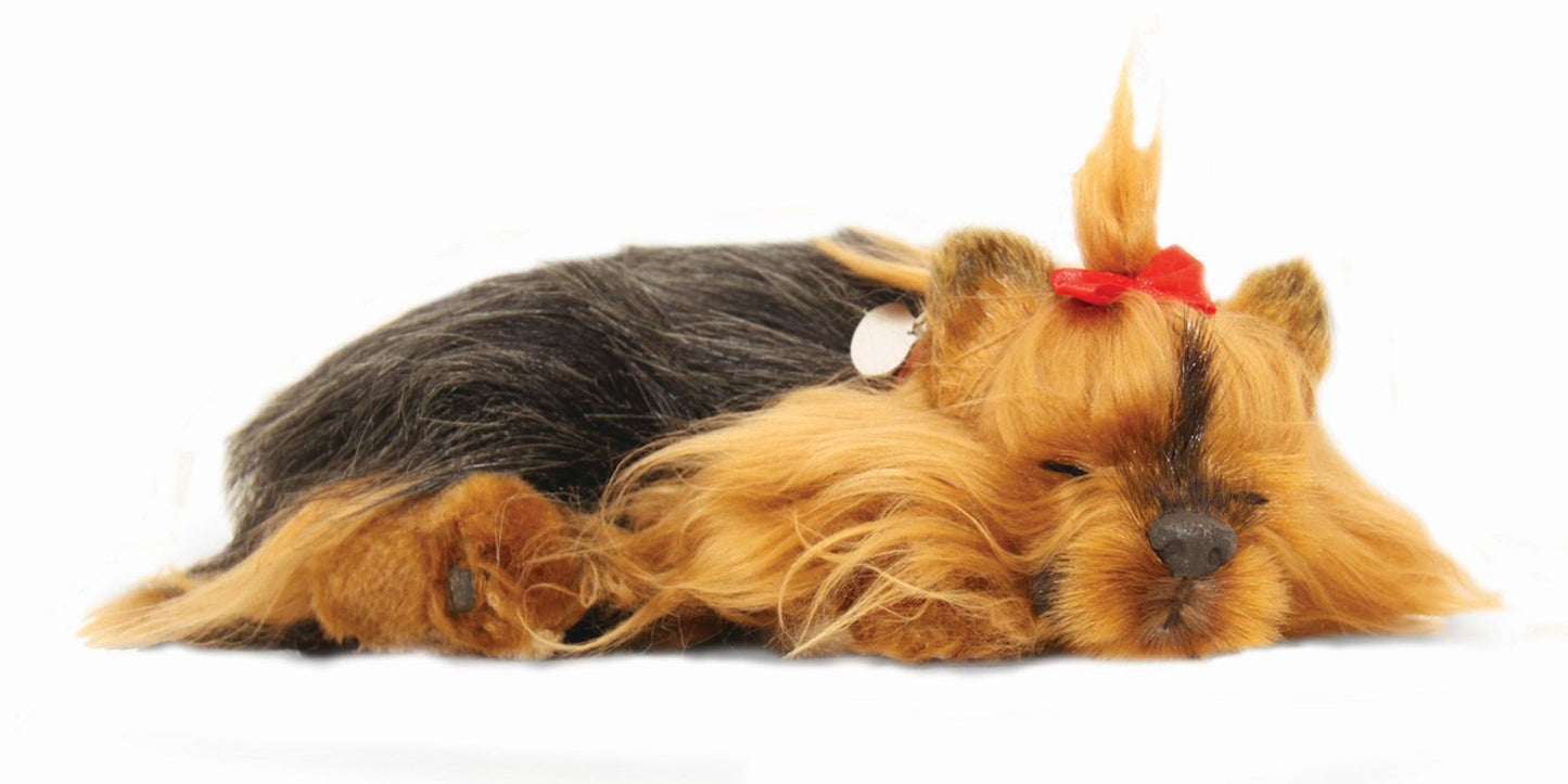 Precious Petzzz - Yorkshire Terrier