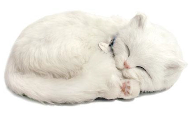 Precious Petzzz - White Short haired Cat