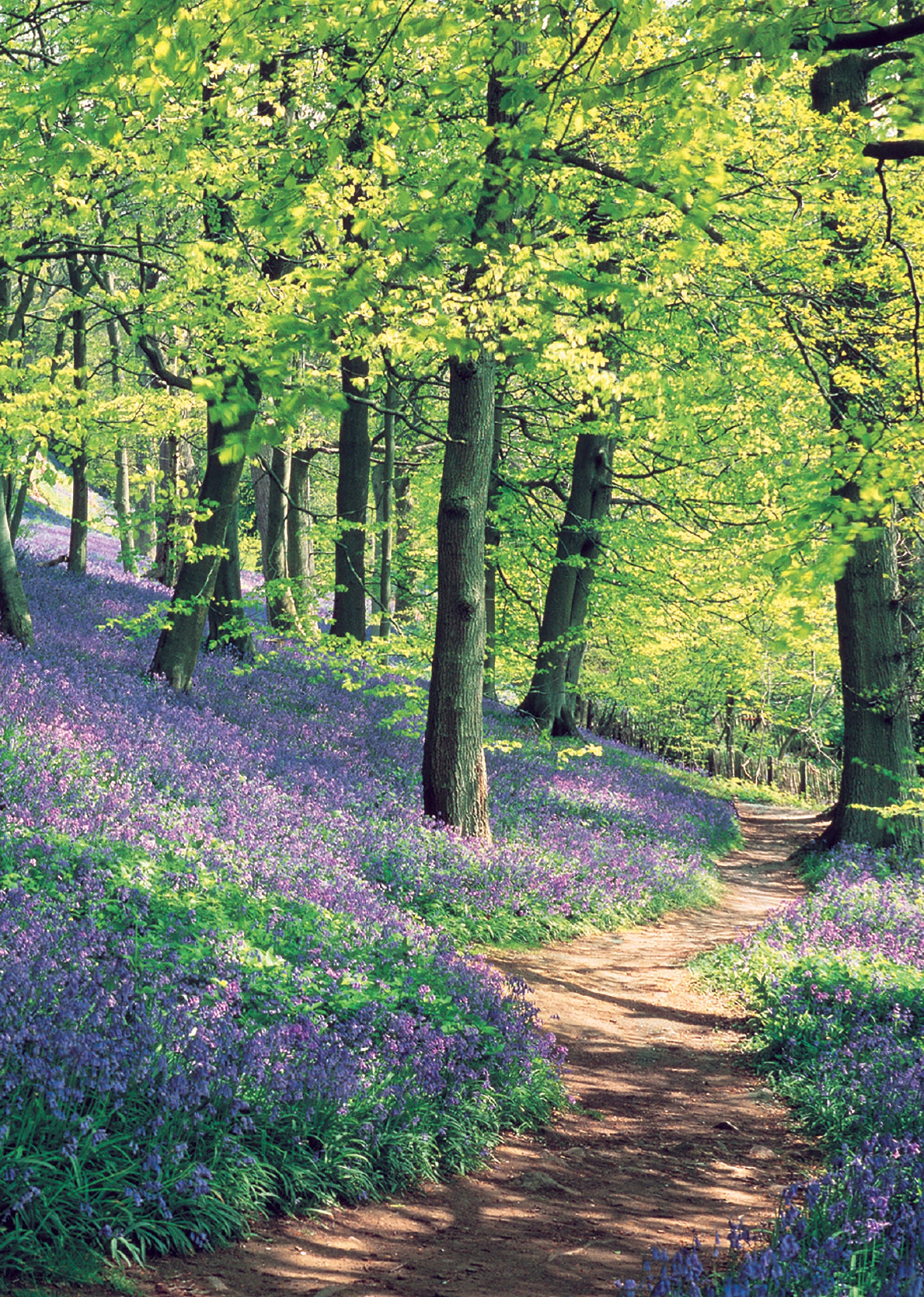 Mini Notecard Pack (5 Cards) - Bluebell Wood