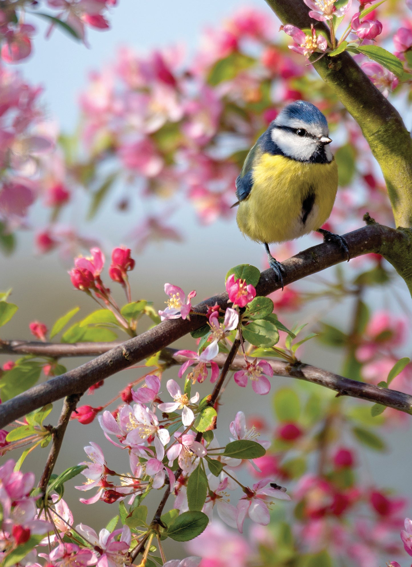 Beautiful Blanks Card - Blue Tit Floral