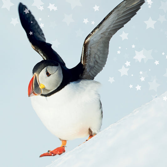 RSPB Small Square Christmas Card Pack - Snow Fun