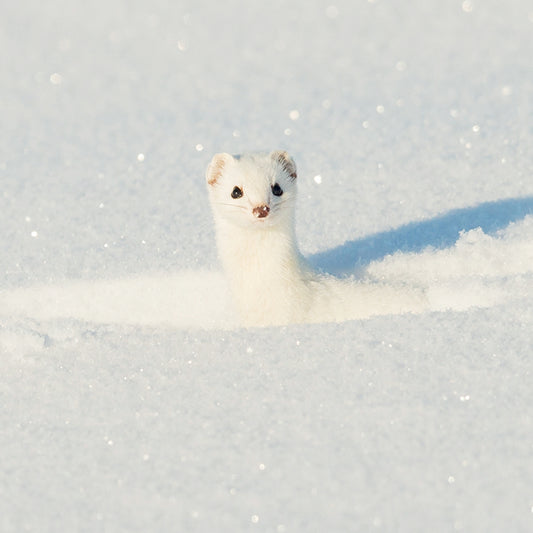 RSPB Small Square Christmas Card Pack - Winter Weasel