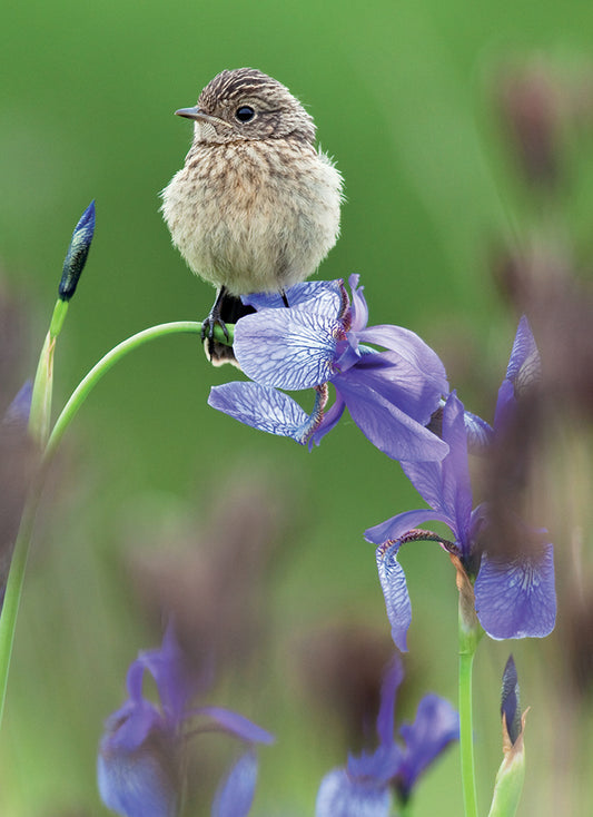 Beautiful Blanks Card - Bird On Iris