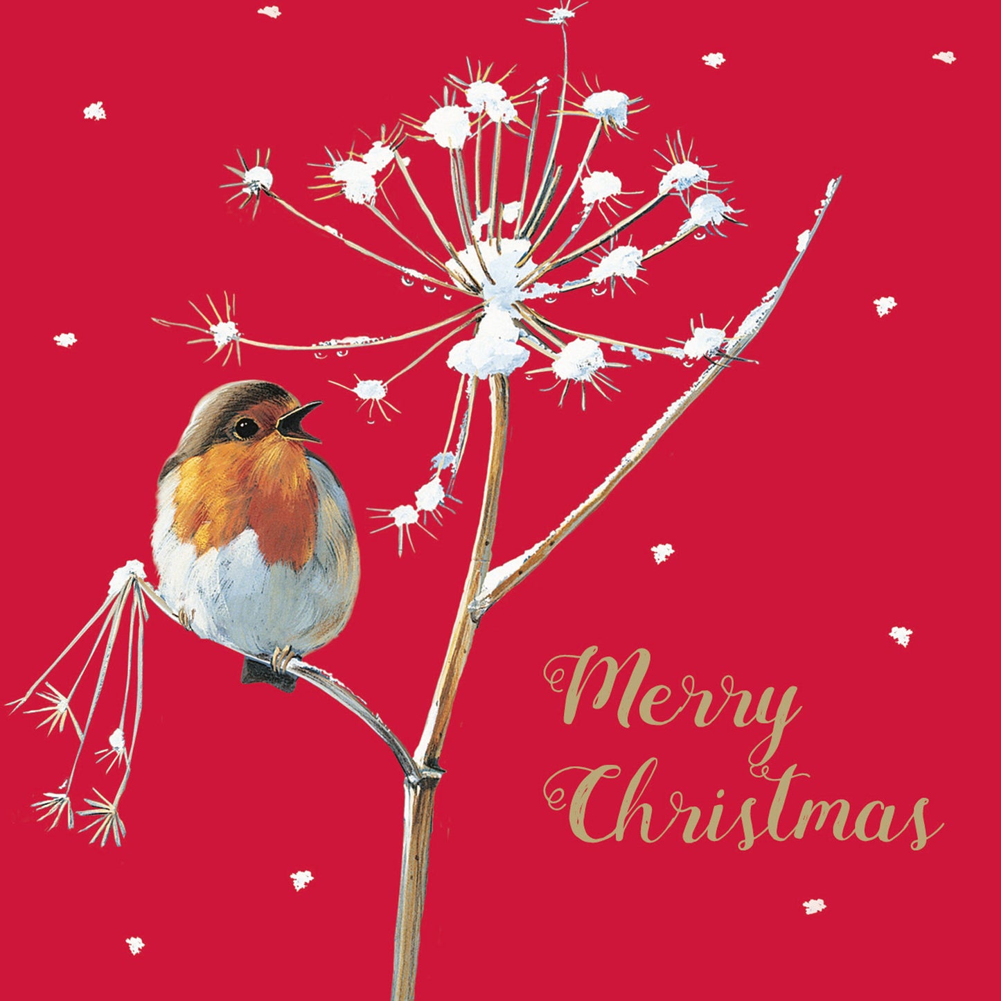 Charity Christmas Card Pack - Red Red Robin