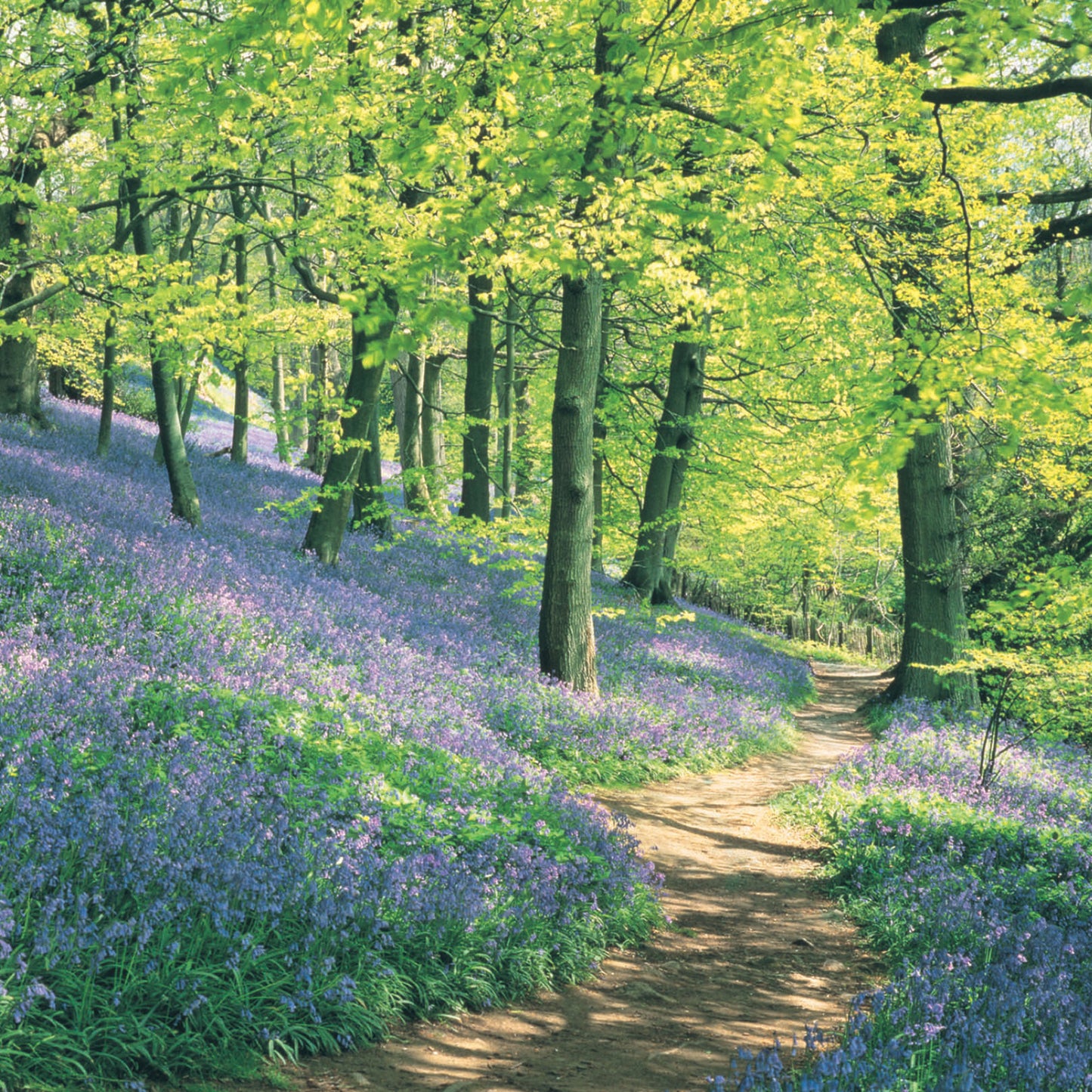 Easter 5 Card Pack - Bluebell Woods