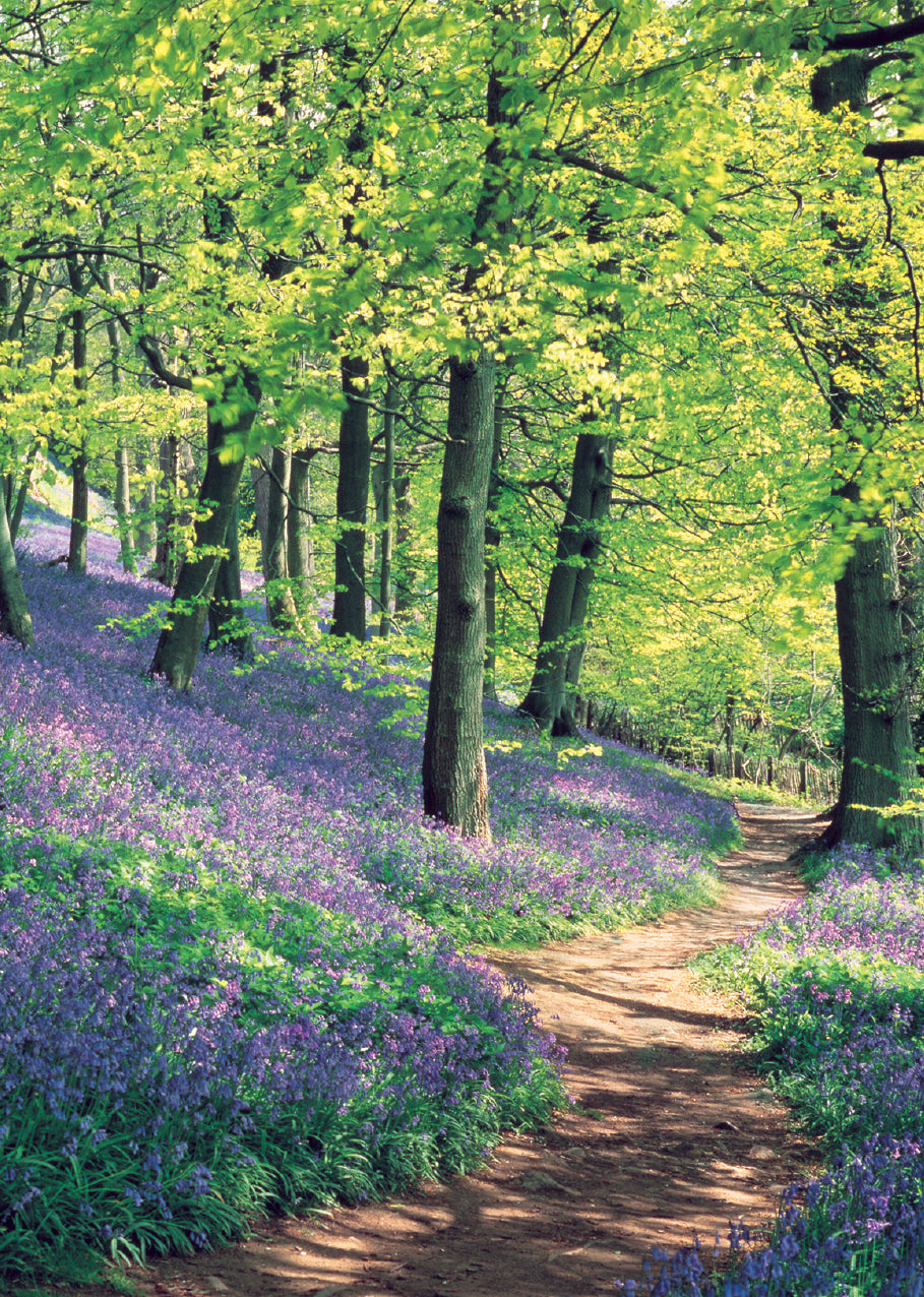 Mini Notecard Pack (6 Cards) - Bluebell Wood