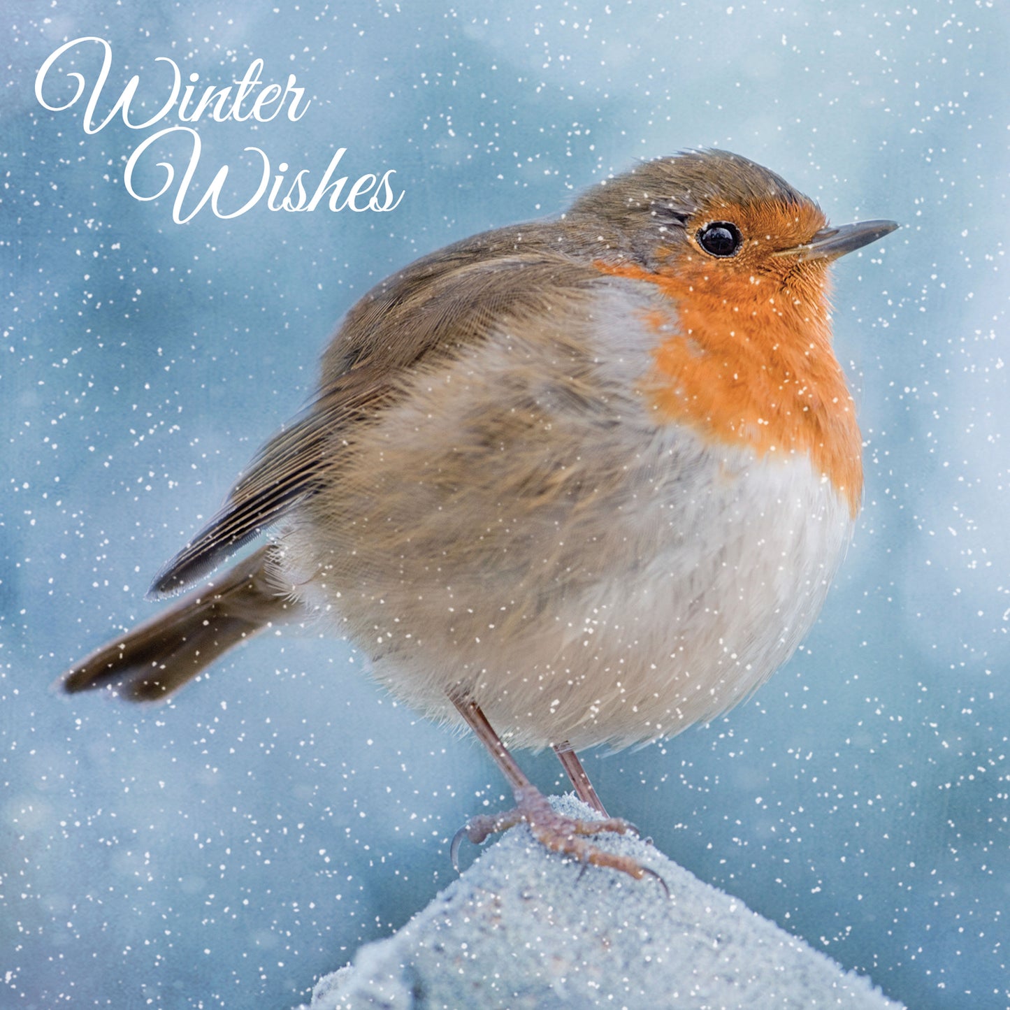 Assorted Christmas Cards - Merry Robins