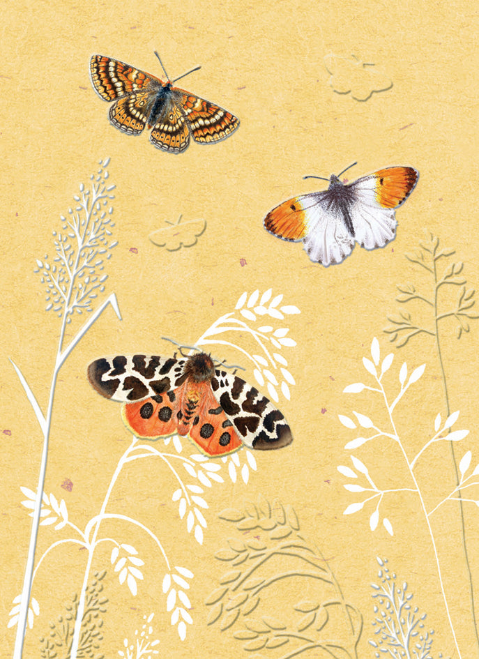 RSPB - In The Wild Card - Butterflies & Moth