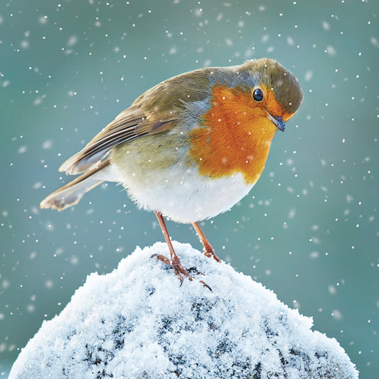 Robin Watching - RSPB Small Square Christmas 10 Card Pack