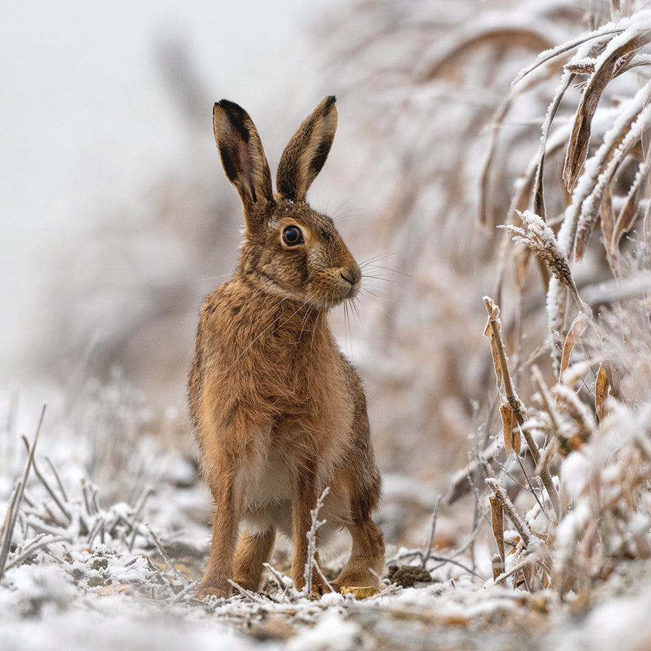 Winter Hare - RSPB Small Square Christmas 10 Card Pack