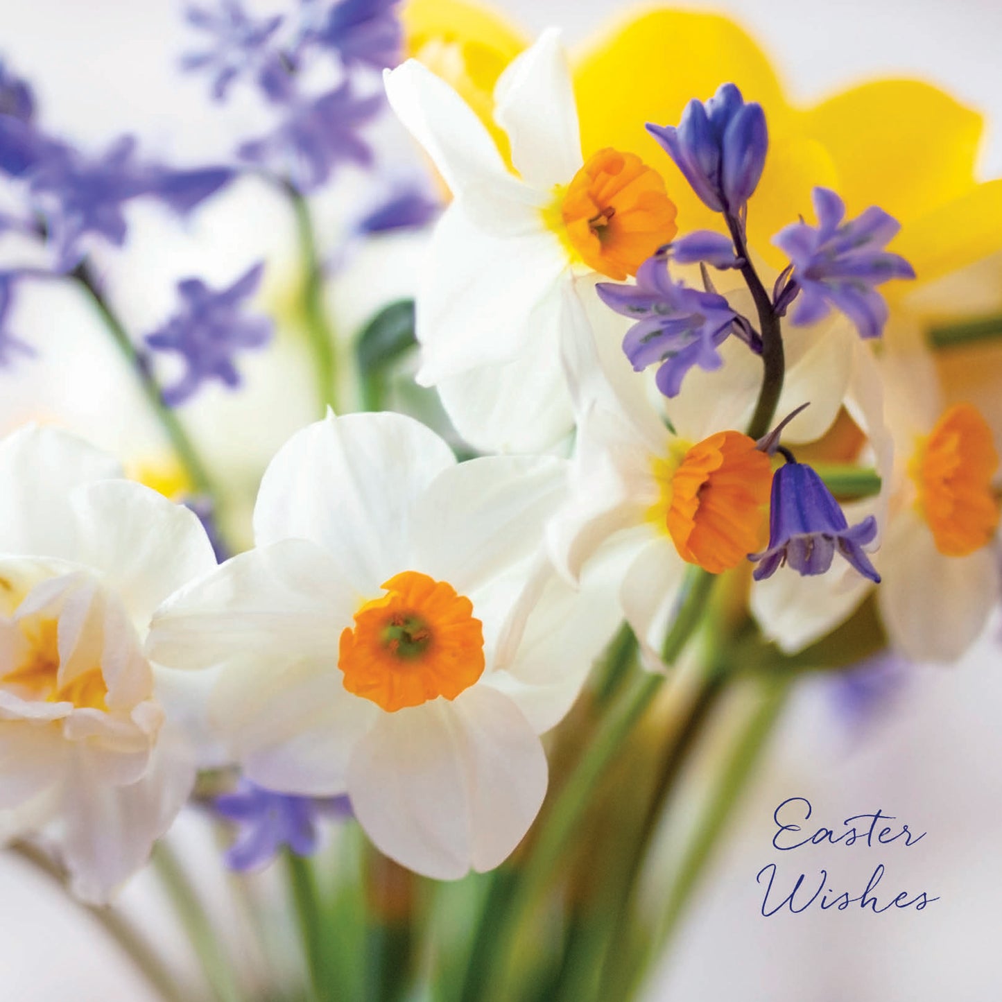 Easter 5 Card Pack - Daffodil Floral