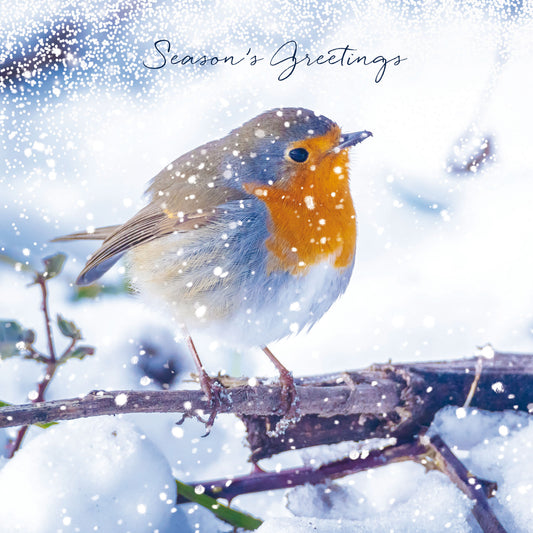 Assorted Christmas Cards - Robins in Snowfall