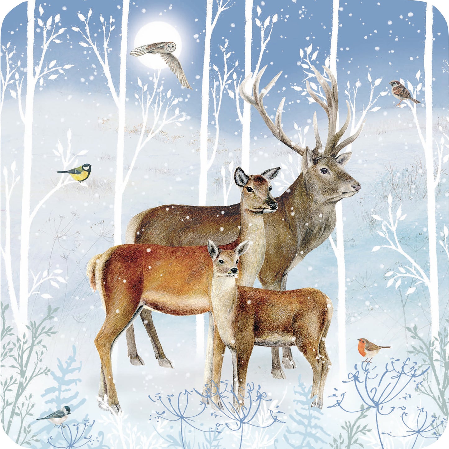 Luxury Christmas Card Pack - Winter Visitors