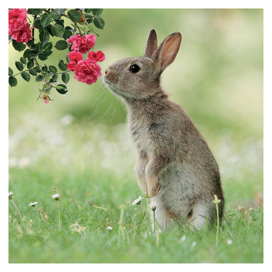 JR Wildlife Photography Card Collection - Wild Rabbit