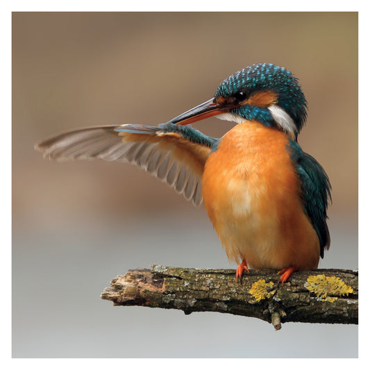 JR Wildlife Photography Card Collection - Kingfisher