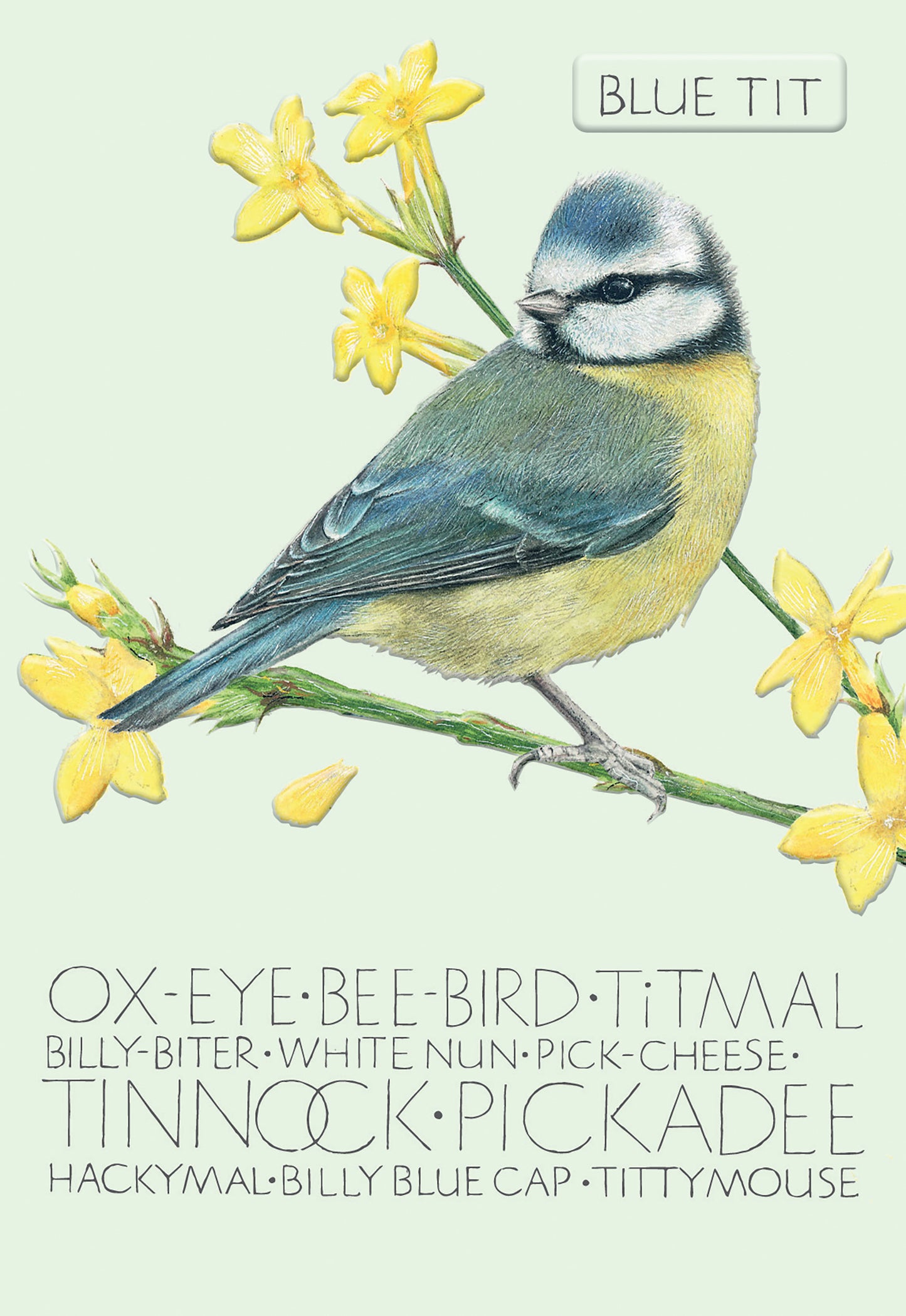 The Naming of a Bird Card Collection - Blue Tit