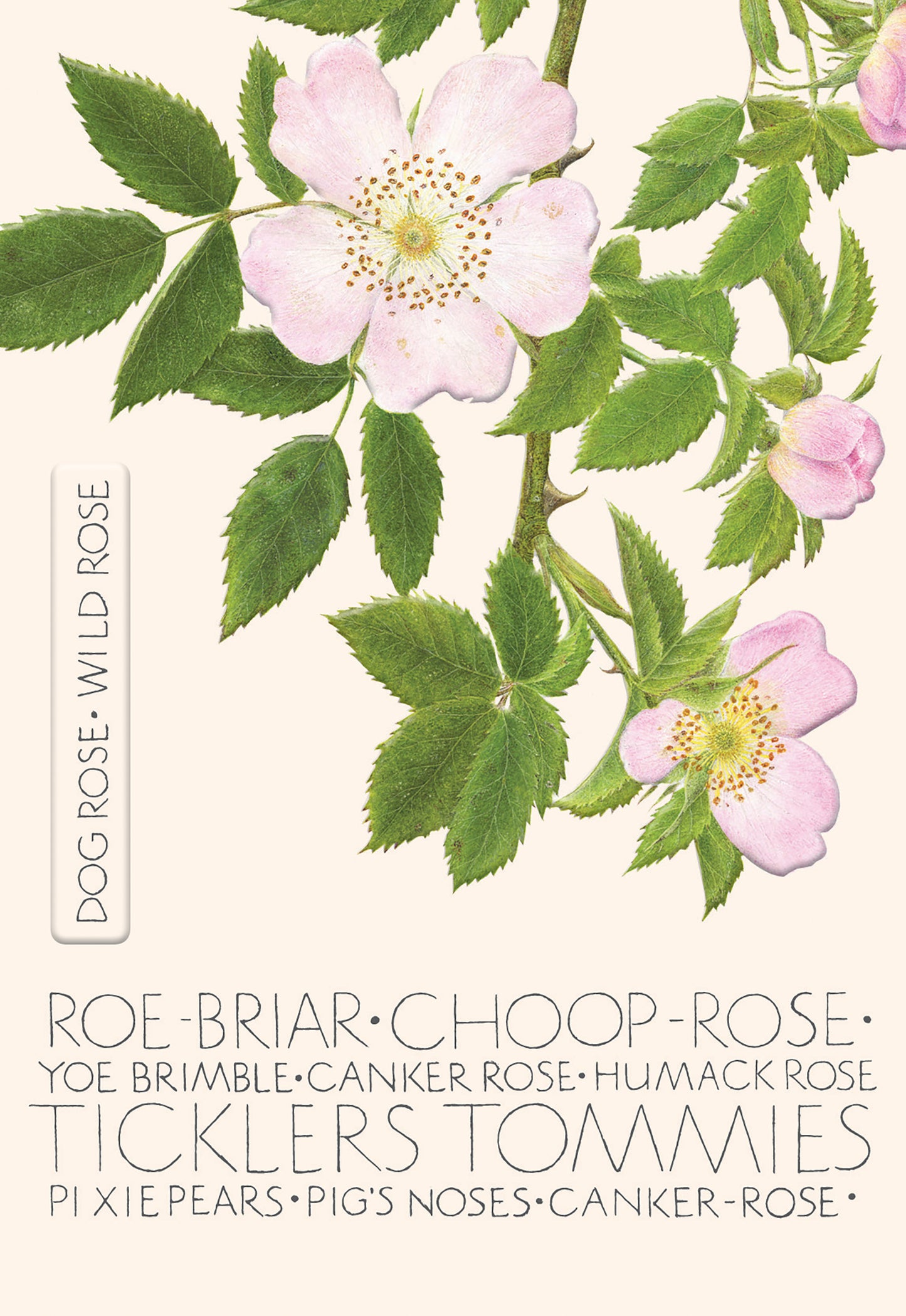 The Naming of a Flower Card Collection - Wild Rose