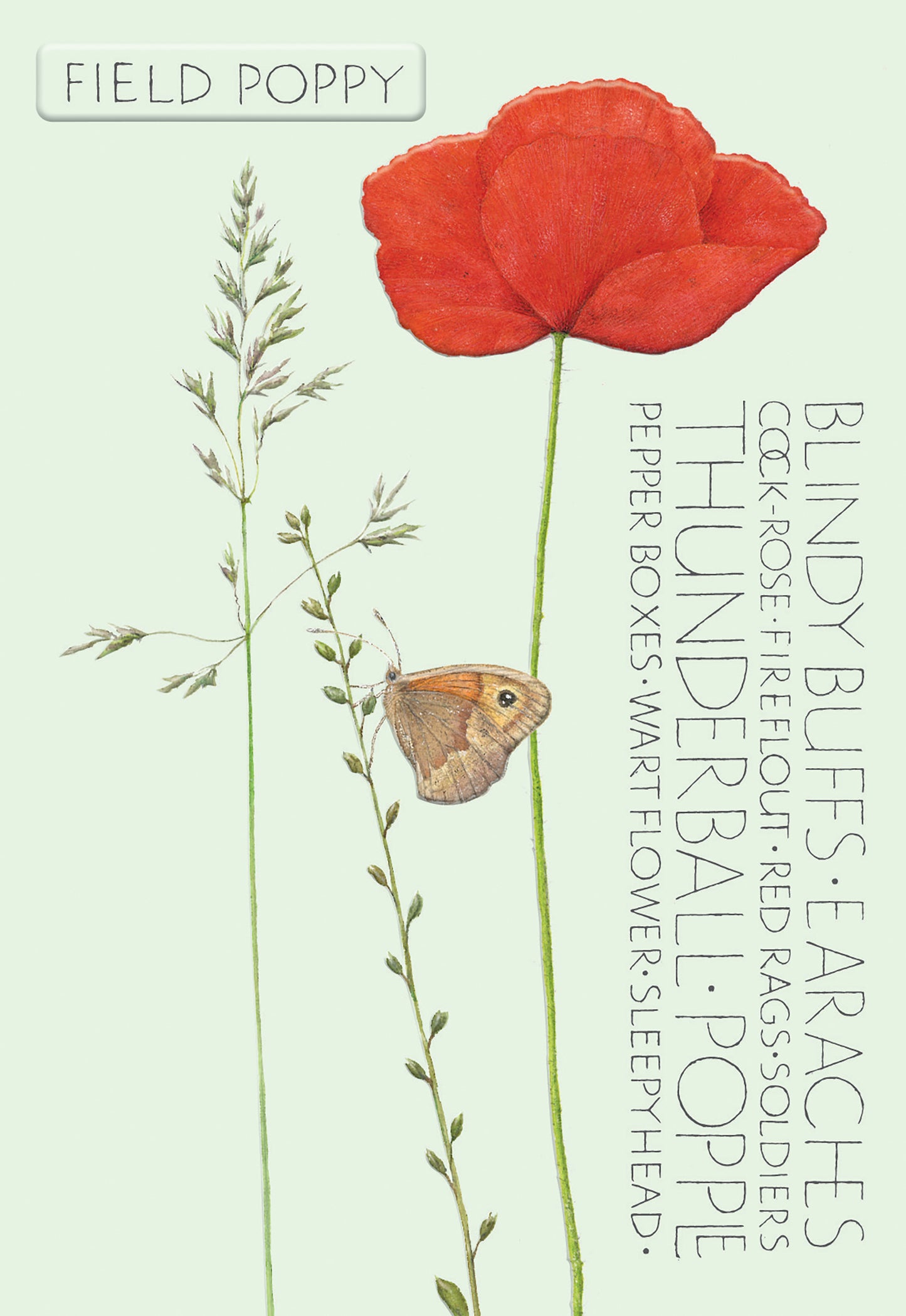 The Naming of a Flower Card Collection - Field Poppy