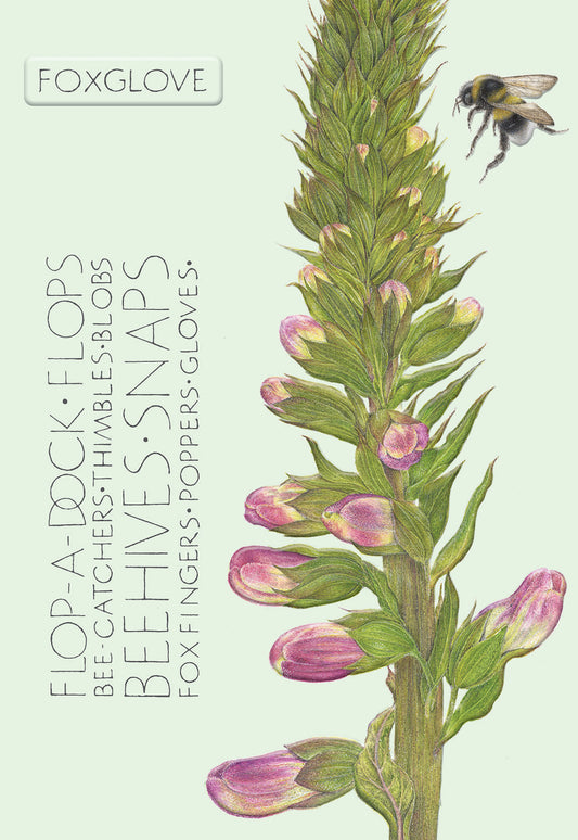 The Naming of a Flower Card Collection - Foxglove