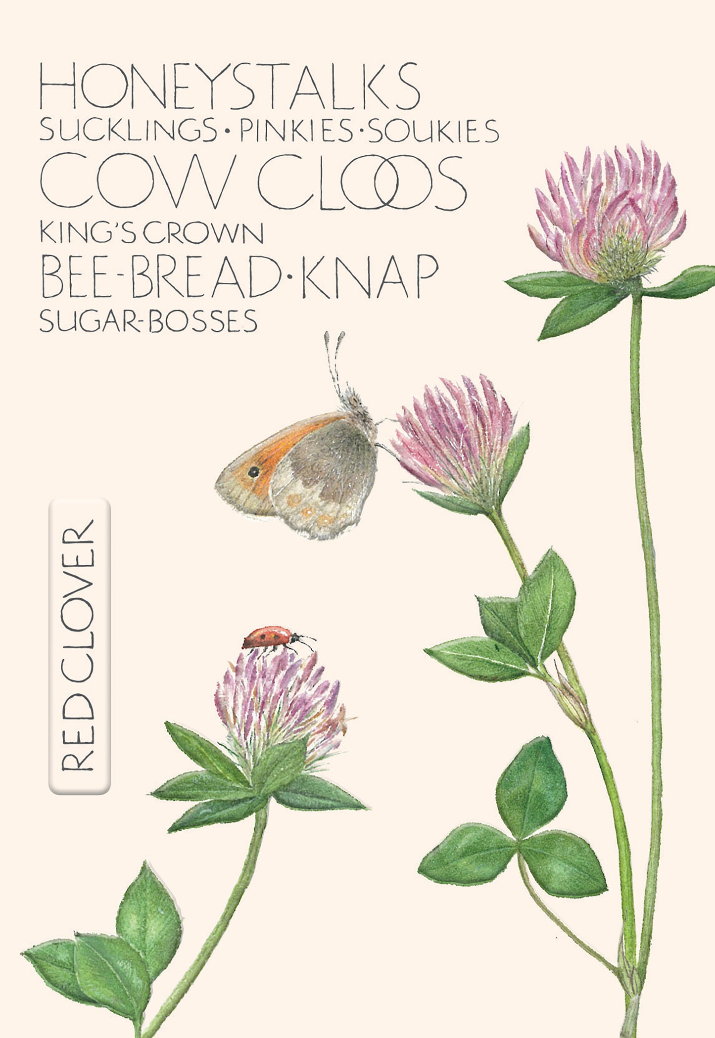 The Naming of a Flower Card Collection - Red Clover