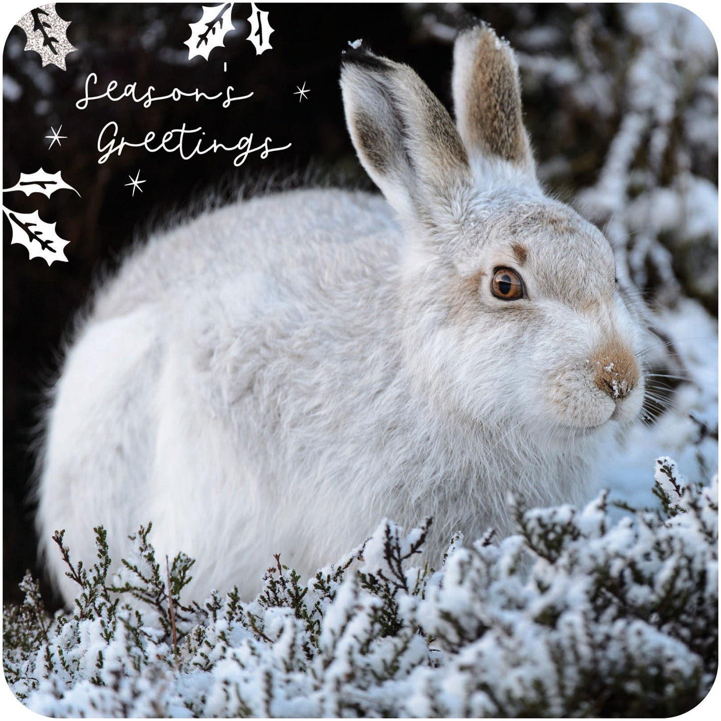 RSPB Luxury Christmas Cards (10 Cards) - Winter Hares