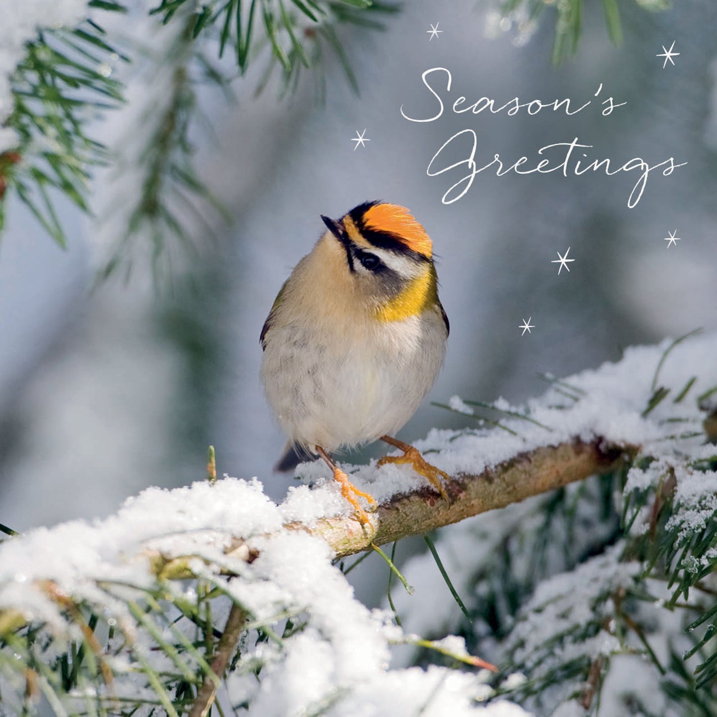 RSPB Small Square Christmas Cards (10 Cards) - Snowy Firecrest