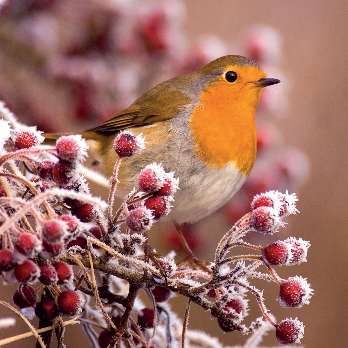 RSPB Small Square Christmas Cards (10 Cards) - Photographic Robin