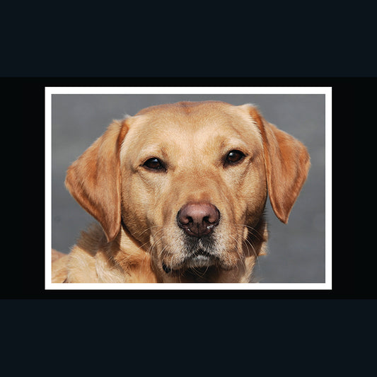 Barking at the Moon Card - Golden Lab (Splimple)