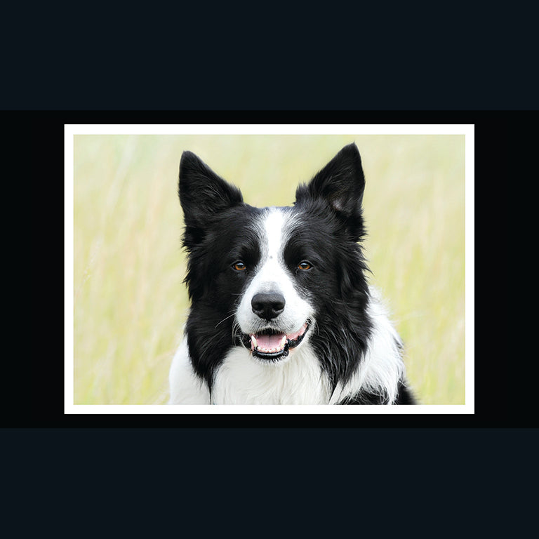 Barking at the Moon Card - Border Collie (Splimple)