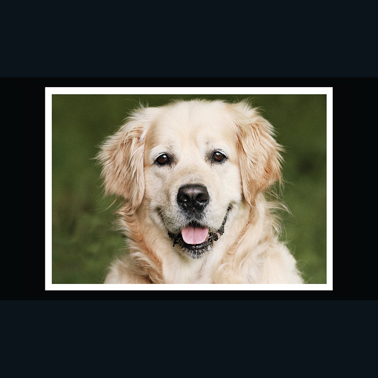 Barking at the Moon Card - Golden Retriever (Splimple)