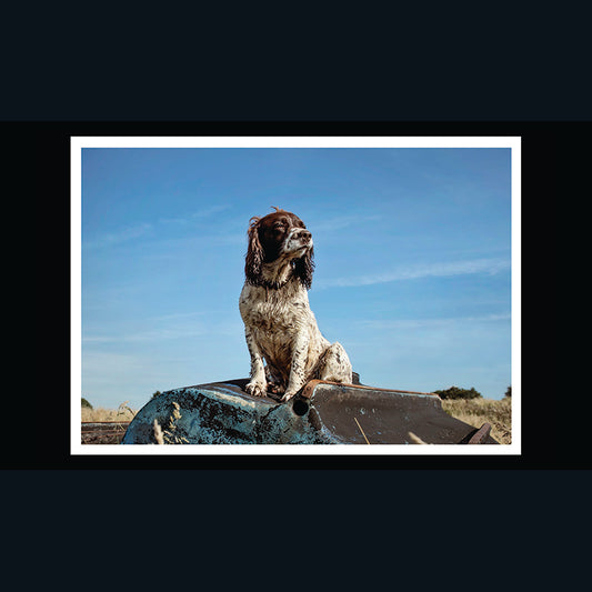 Barking at the Moon Card - Spaniel (Splimple)