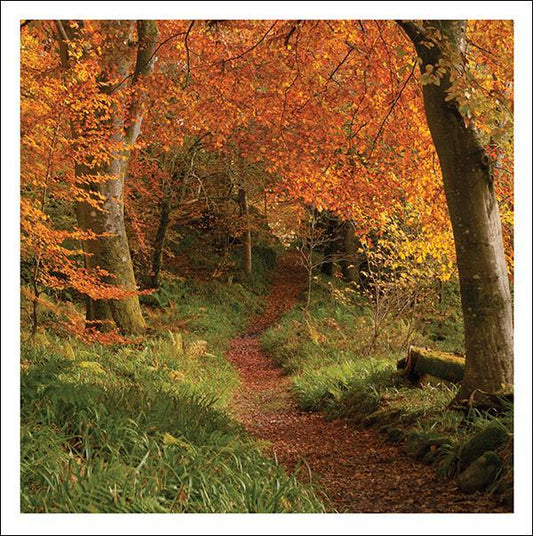 Snozzle Card - Beech Path, Buchanty (Splimple)