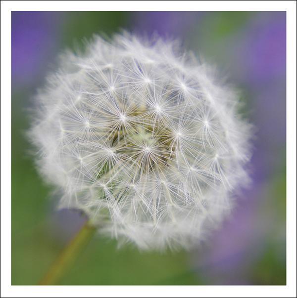 Snozzle Card - Dandelion Clock (Splimple)