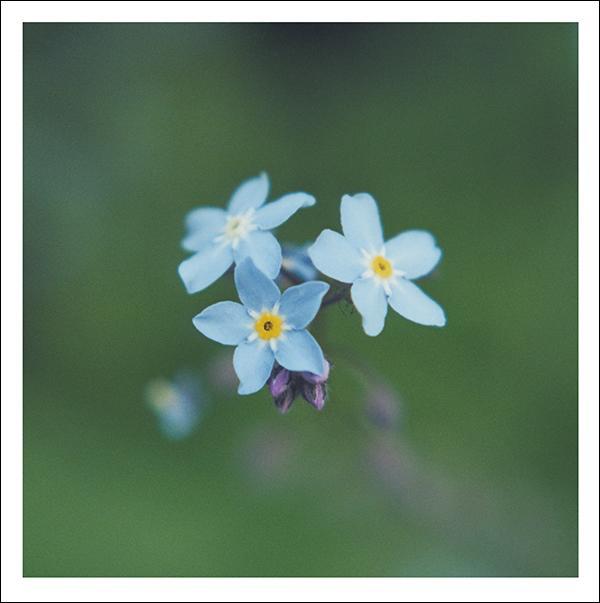 Snozzle Card - Forget Me Nots (Splimple)