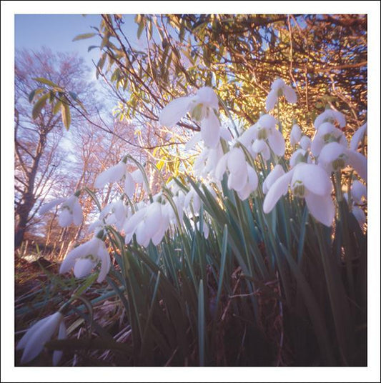 Snozzle Card - Snowdrops (Splimple)